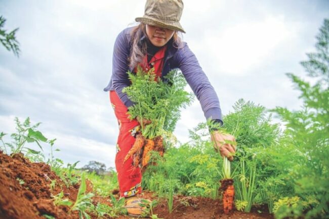 Food Equity